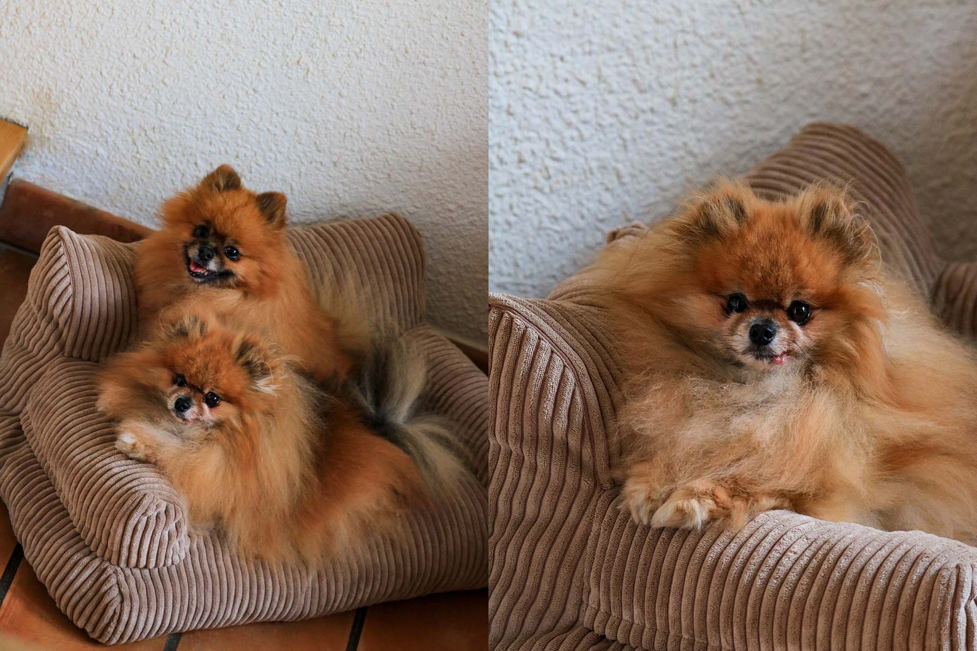 Pet Sofa Corduroy Vanilla
