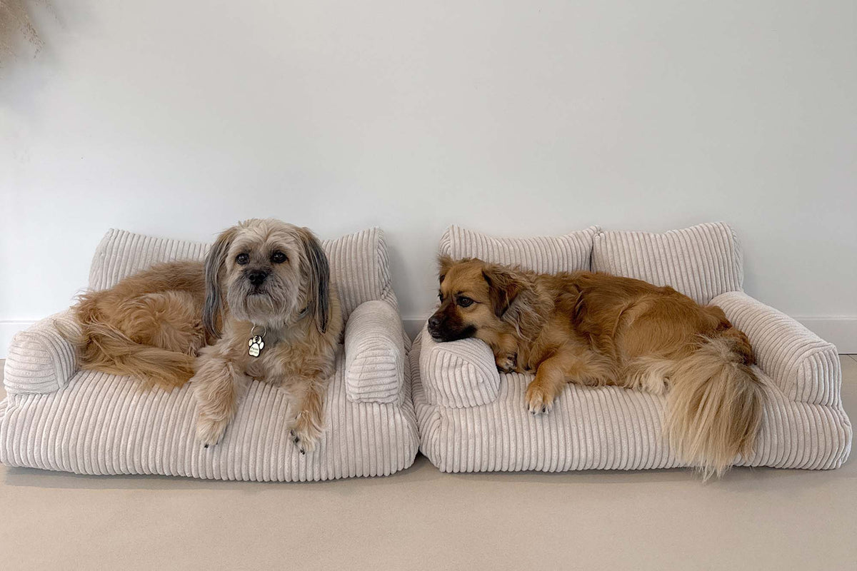Two dogs resting on two Pet Sofas in Vanilla