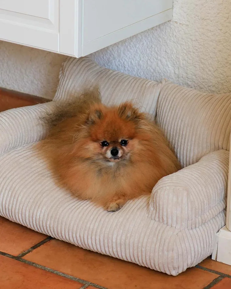 Pomeranian resting in the Pet Sofa in Vanilla