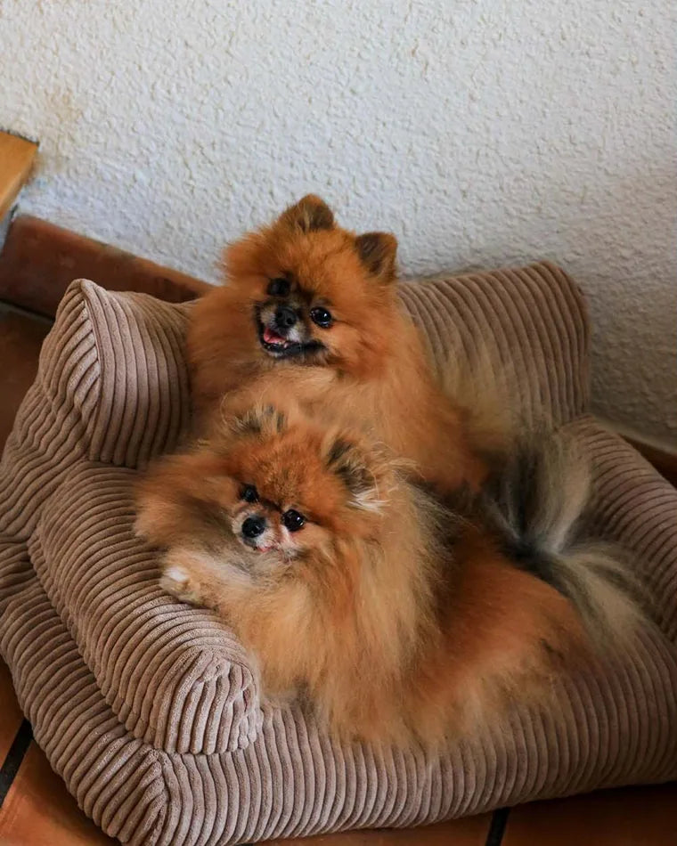 Two Pomeranians on the Pet Sofa in Chocolate