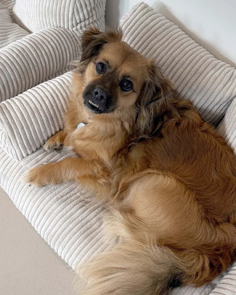 Dog lying on the Pet Sofa in Vanilla