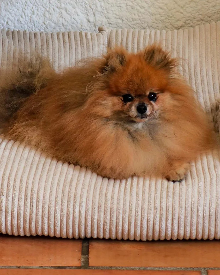 Pomeranian lying in the Pet Sofa in Vanilla